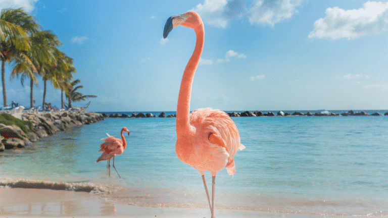 7-Day Itinerary Aruba